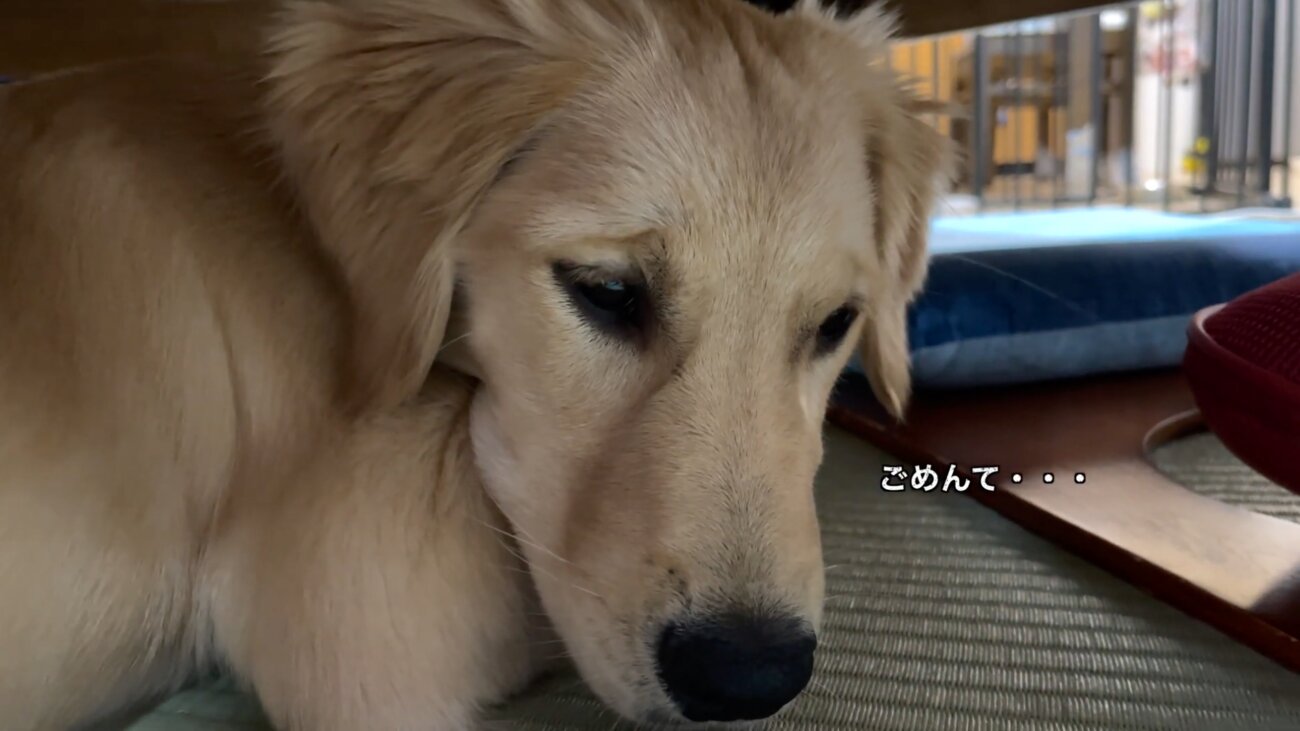 ゴールデンレトリーバー,動画