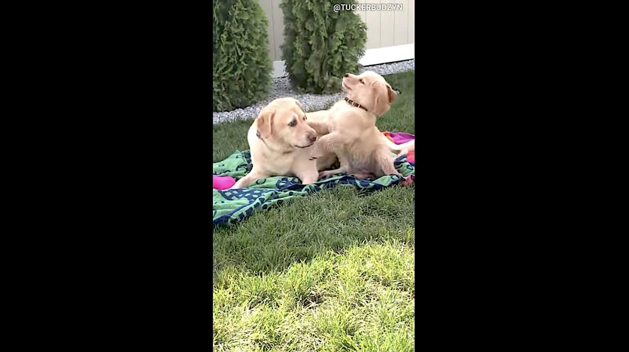 ゴールデンレトリーバー,動画