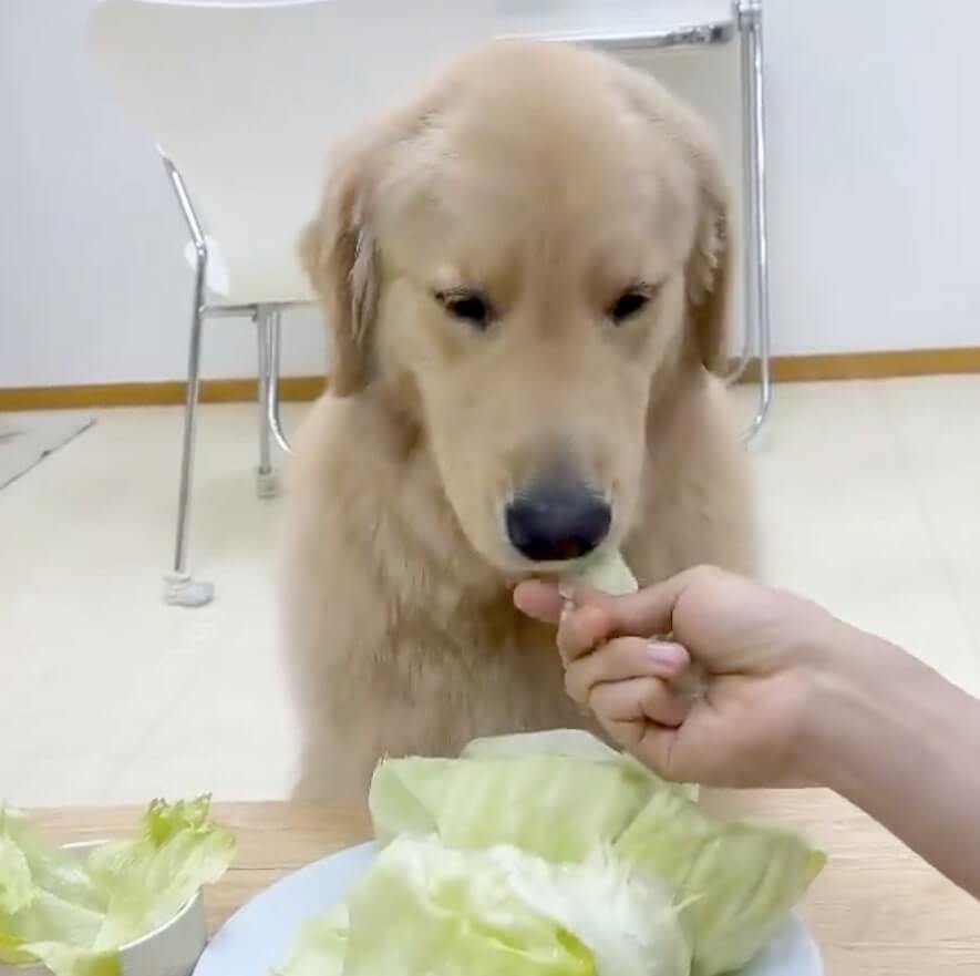 ゴールデンレトリーバー,動画