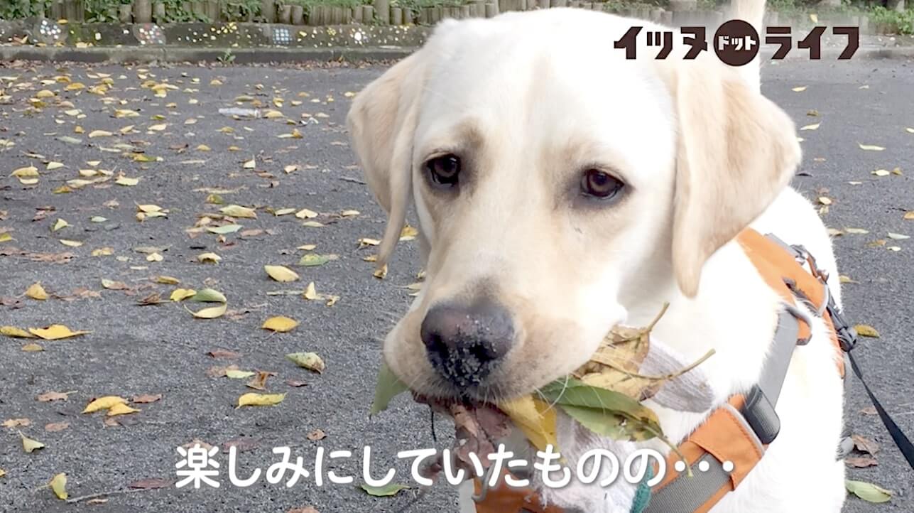 ラブラドール,動画,イッヌドットライフ