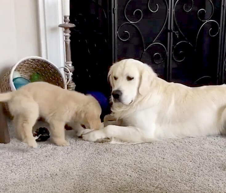 ゴールデンレトリーバー,動画