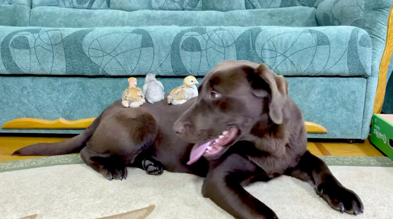 ラブラドールレトリーバー,動画