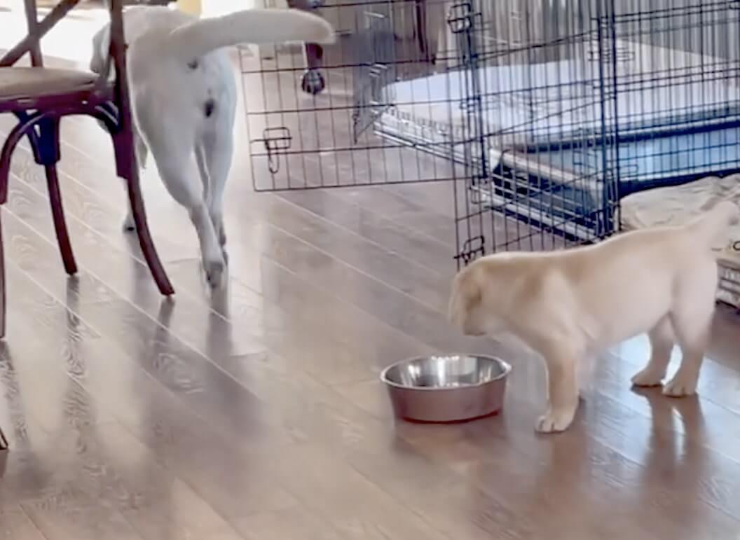 ラブラドールレトリーバー,動画