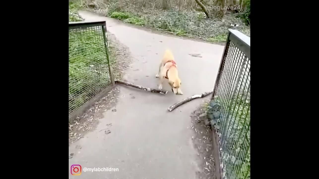 ラブラドールレトリーバー,動画