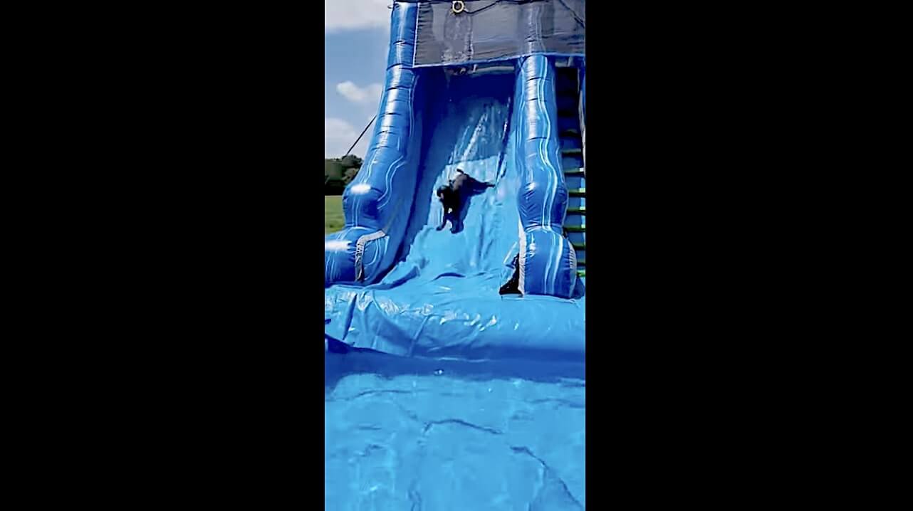 ラブラドールレトリーバー,動画