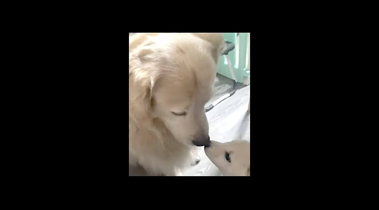 ゴールデンレトリーバー,動画