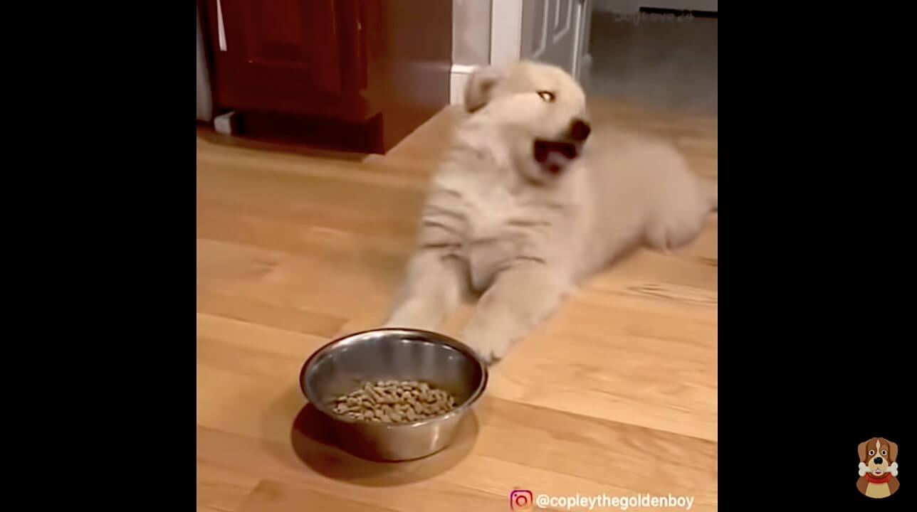 ゴールデンレトリーバー,動画