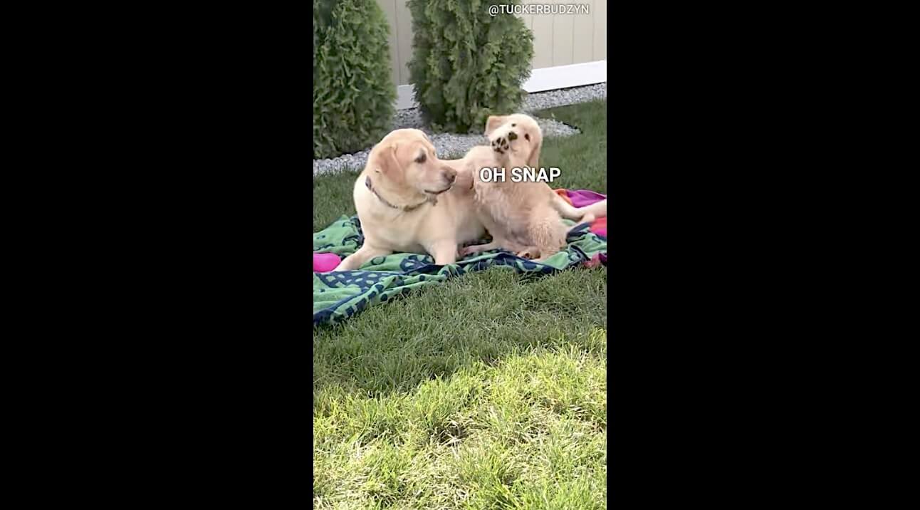 ゴールデンレトリーバー,動画