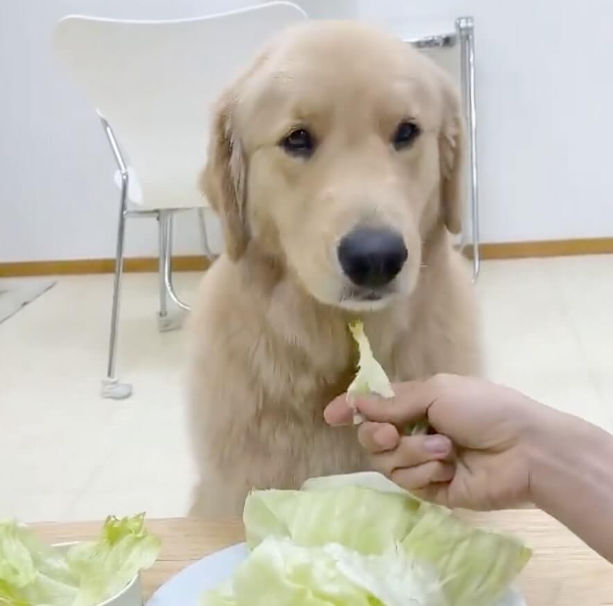 ゴールデンレトリーバー,動画