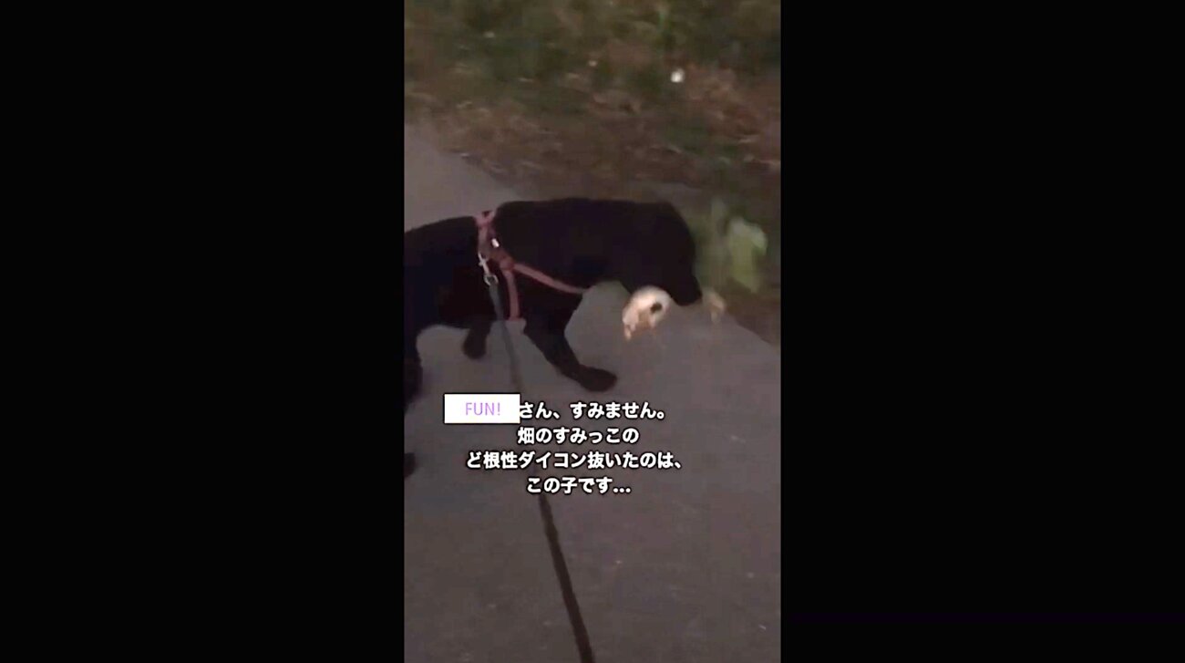 ラブラドールレトリーバー,動画