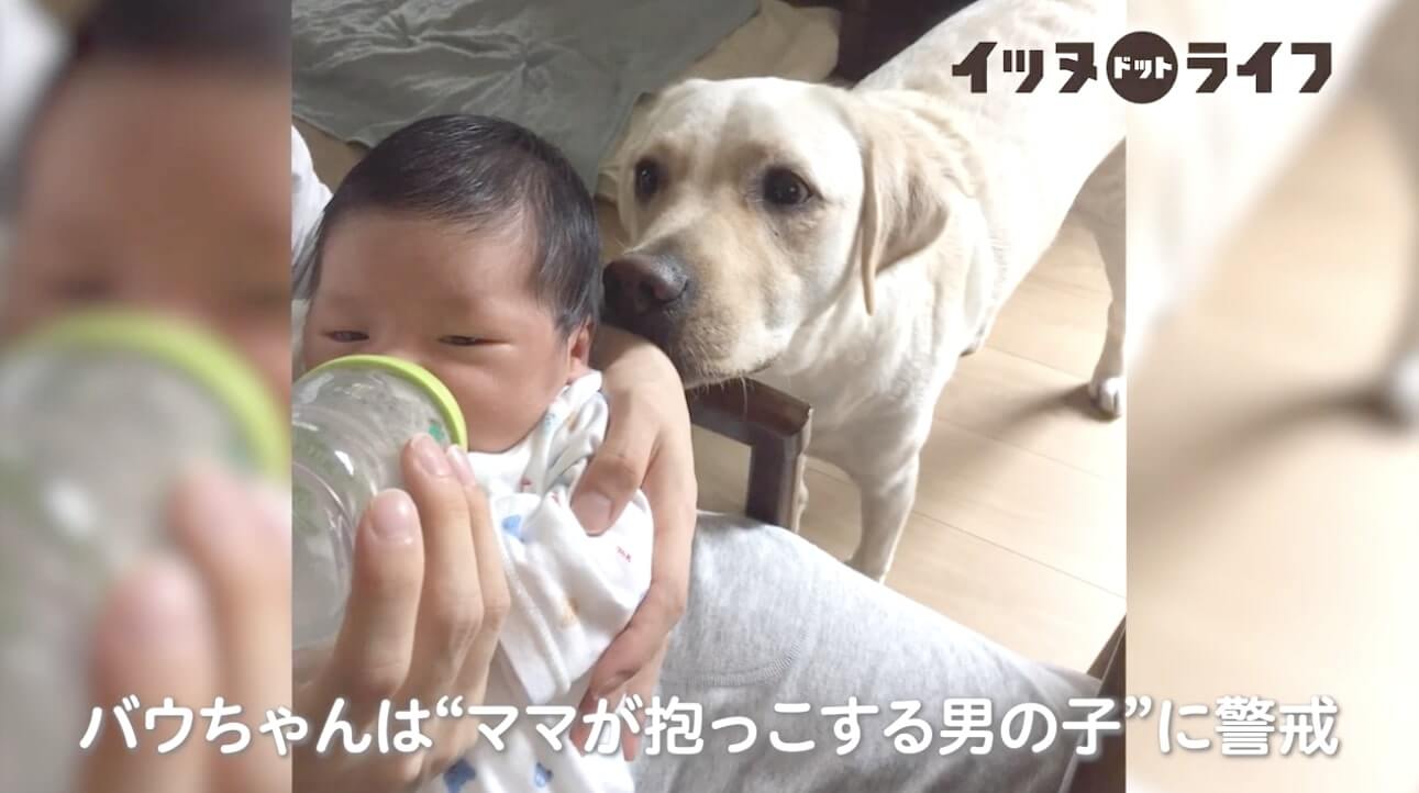 ラブラドール,動画,イッヌドットライフ