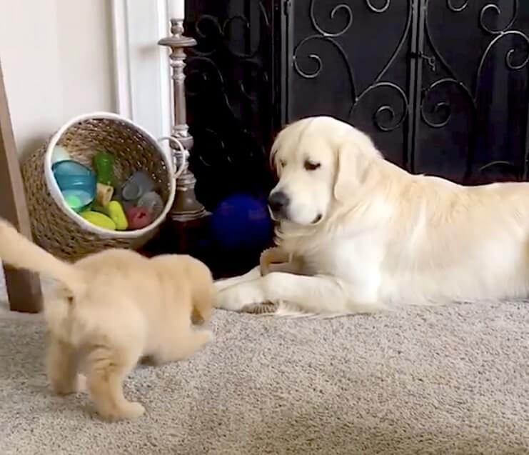 ゴールデンレトリーバー,動画