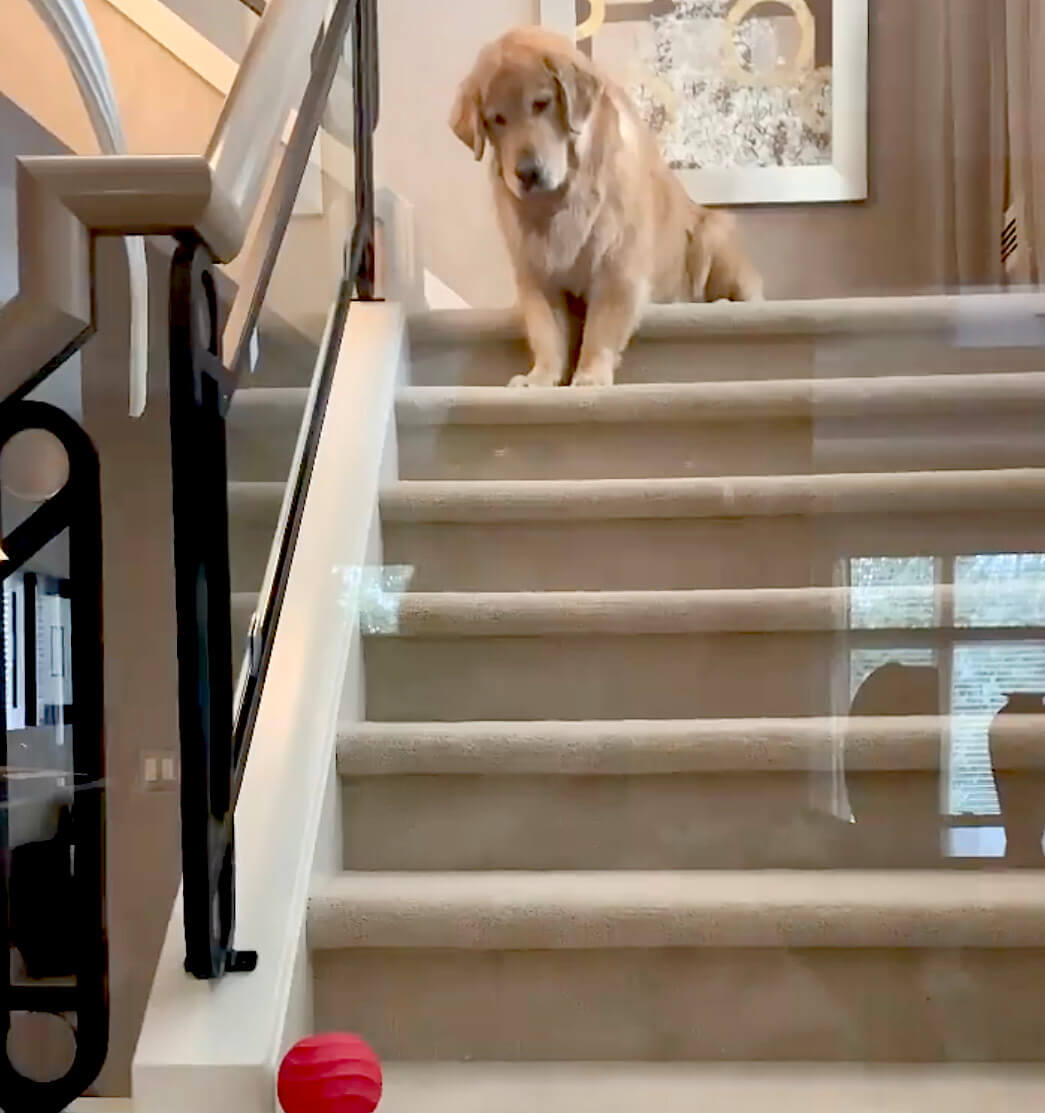 ゴールデンレトリーバー,動画