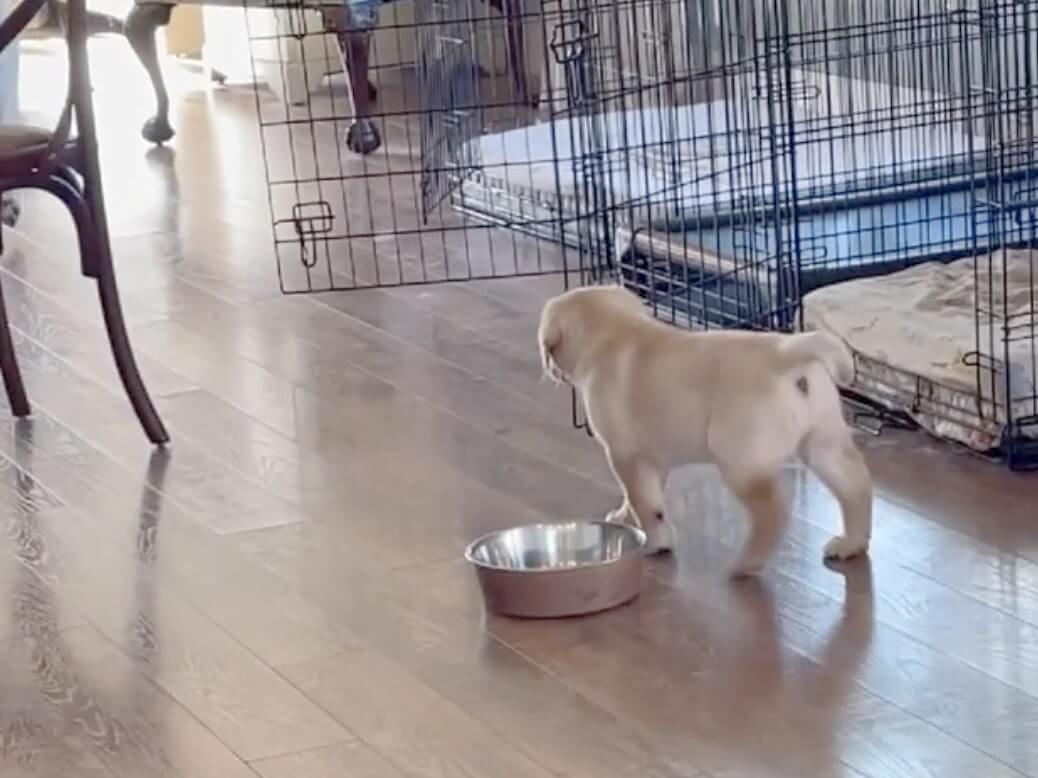 ラブラドールレトリーバー,動画