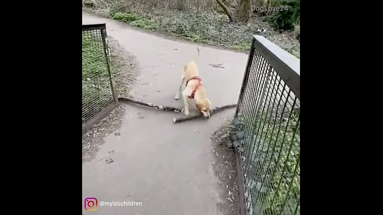 ラブラドールレトリーバー,動画