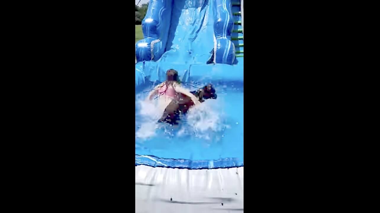 ラブラドールレトリーバー,動画