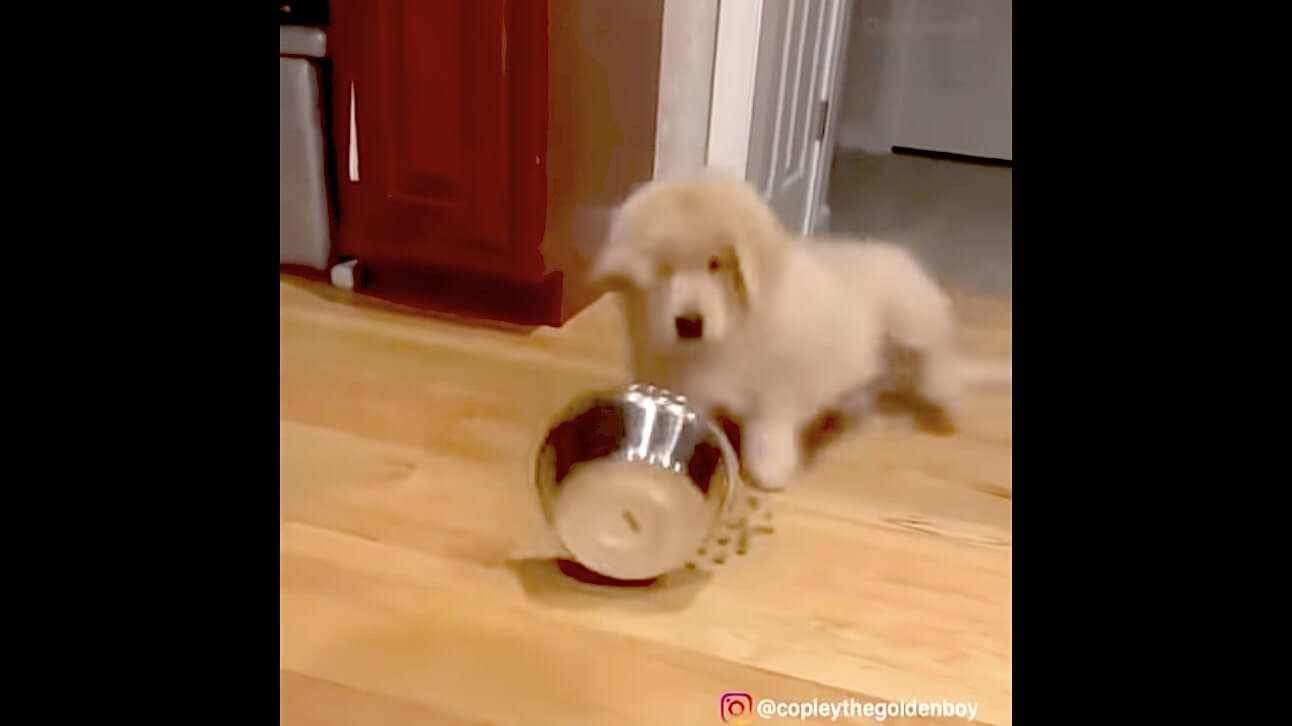 ゴールデンレトリーバー,動画