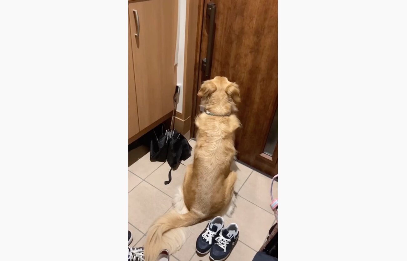 ゴールデンレトリーバー,動画