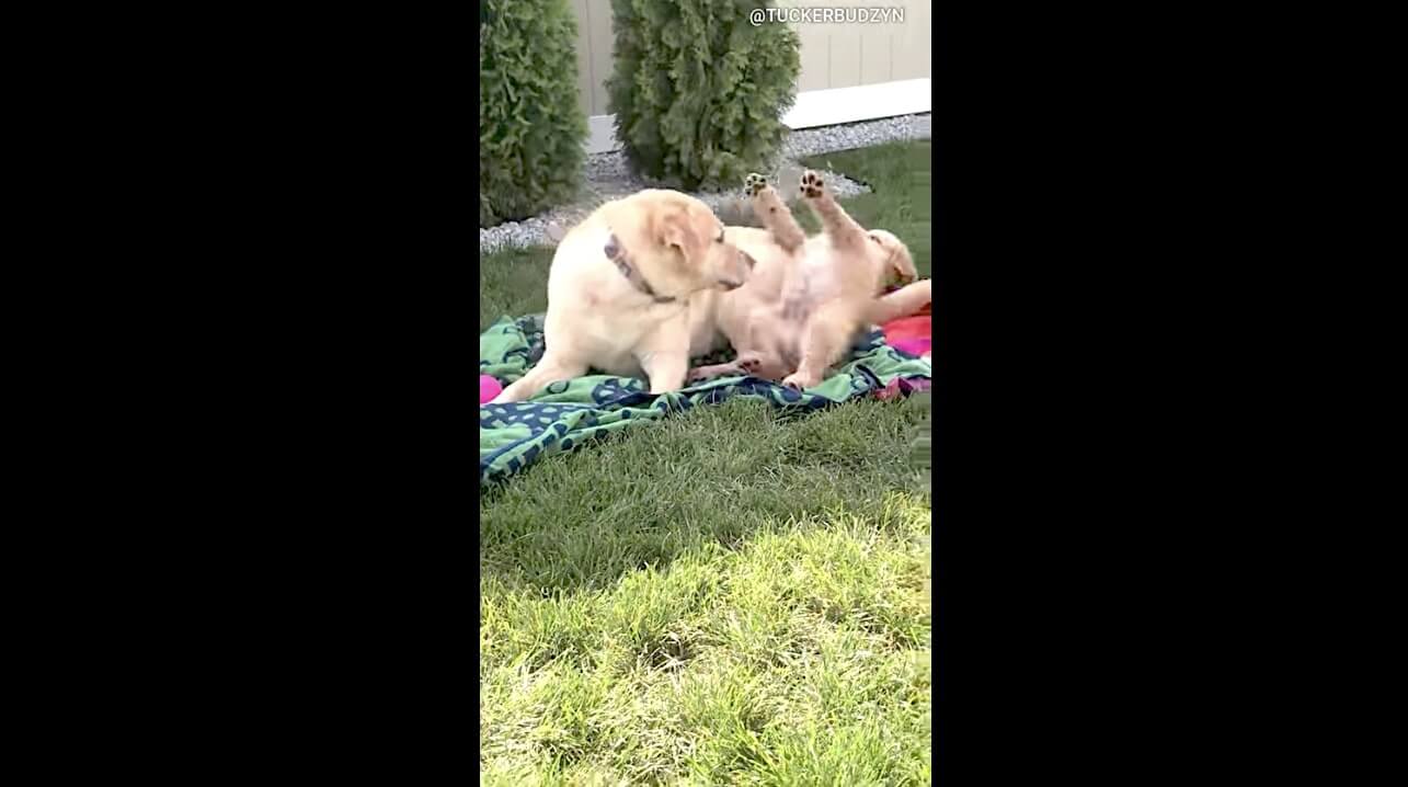 ゴールデンレトリーバー,動画