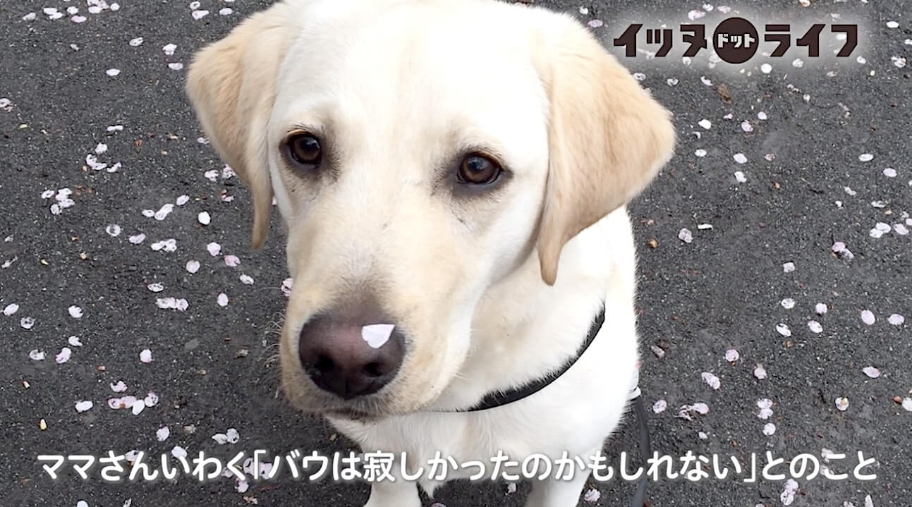 ラブラドール,動画,イッヌドットライフ