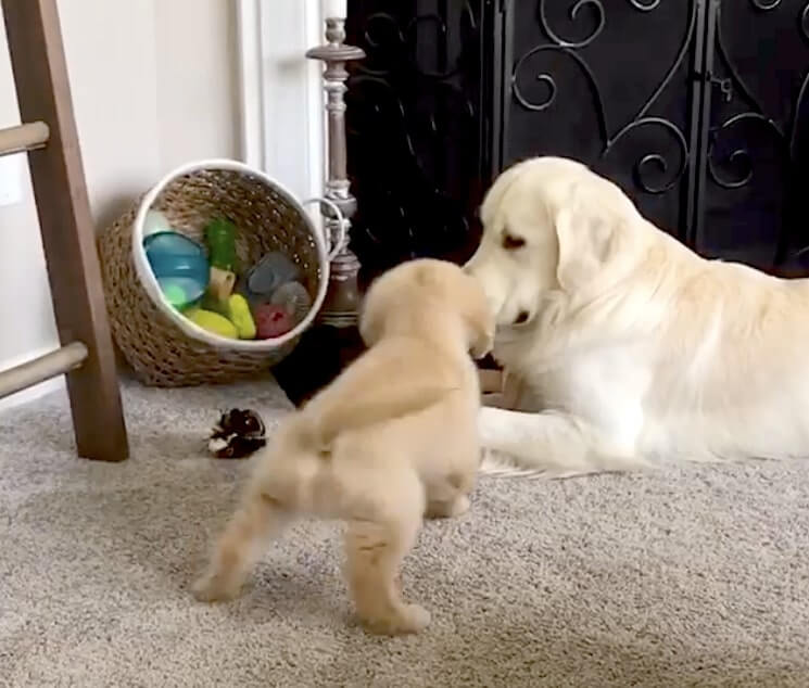 ゴールデンレトリーバー,動画