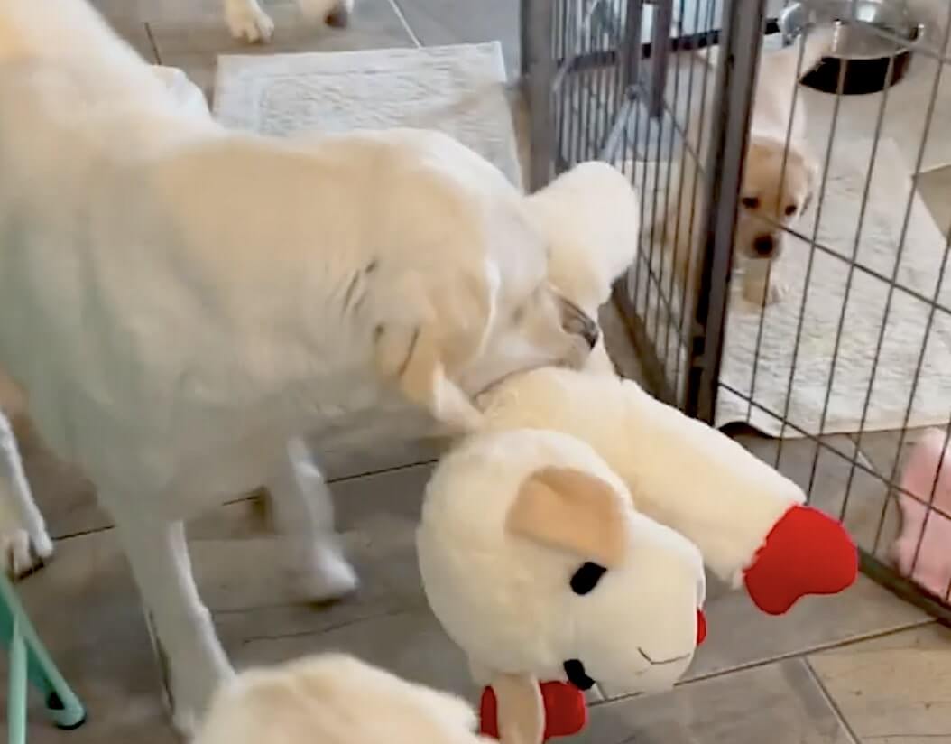 ラブラドールレトリーバー,動画