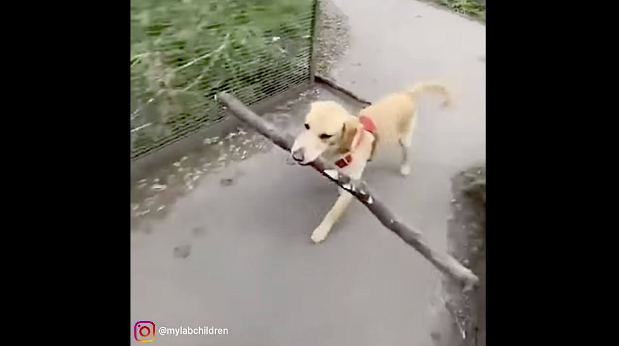 ラブラドールレトリーバー,動画