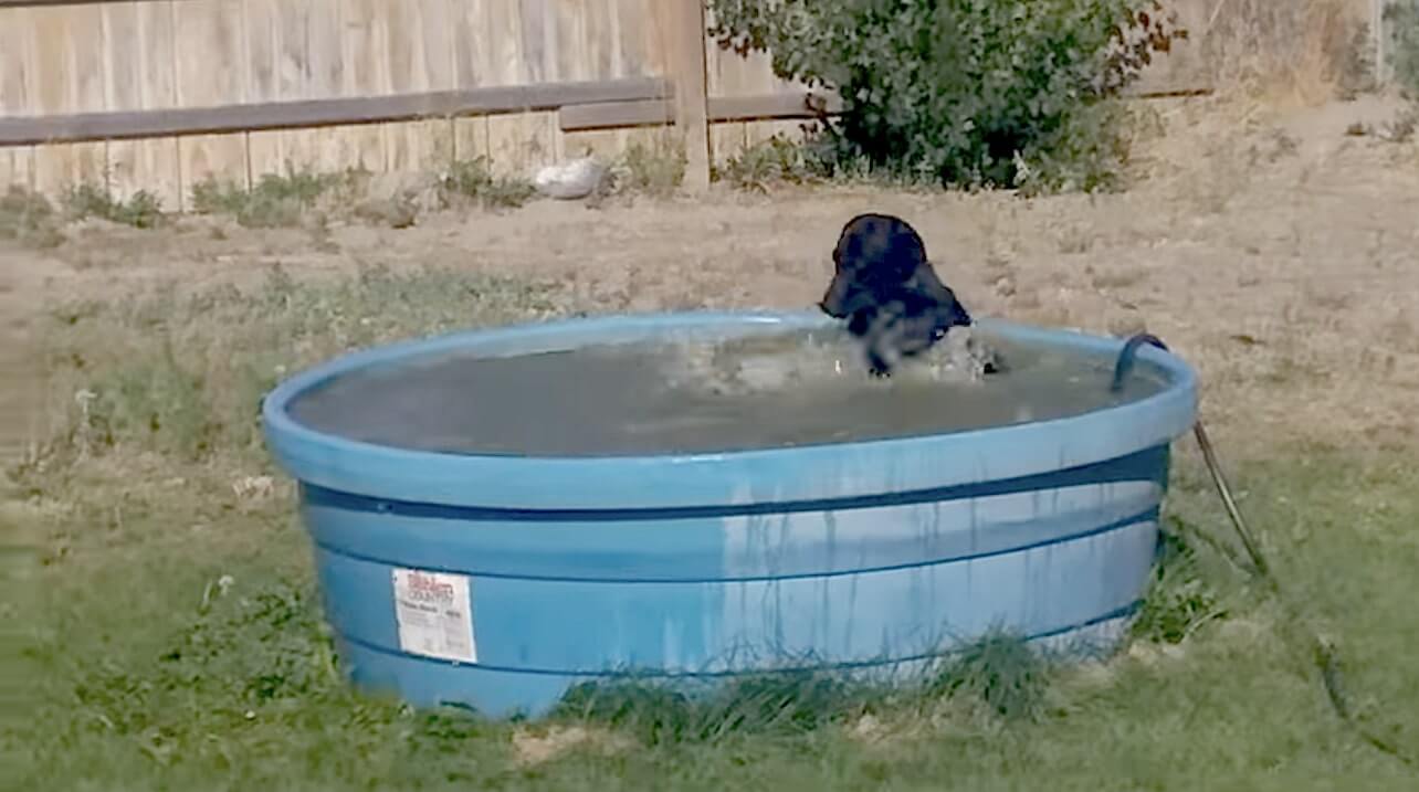 ラブラドールレトリーバー,動画