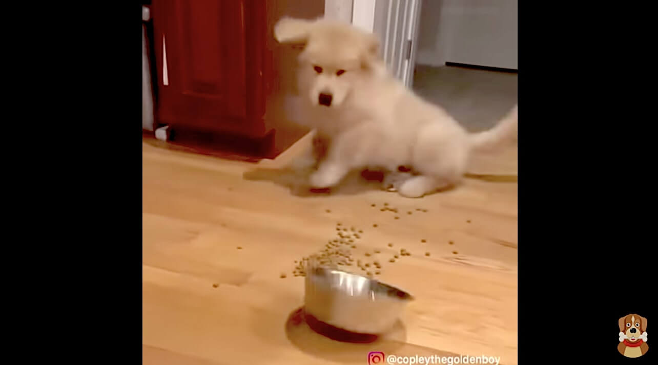 ゴールデンレトリーバー,動画