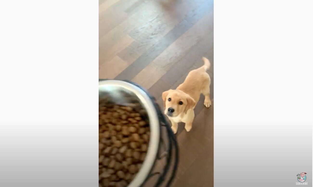 ラブラドールレトリーバー,動画