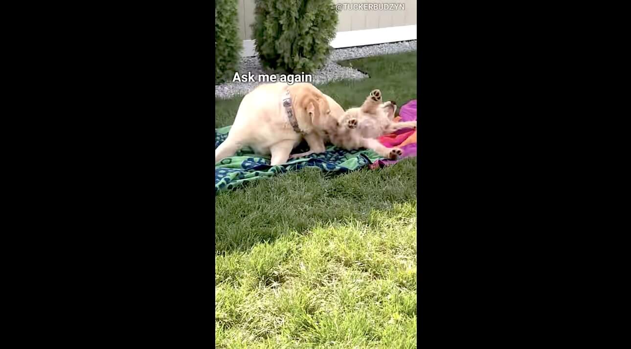 ゴールデンレトリーバー,動画