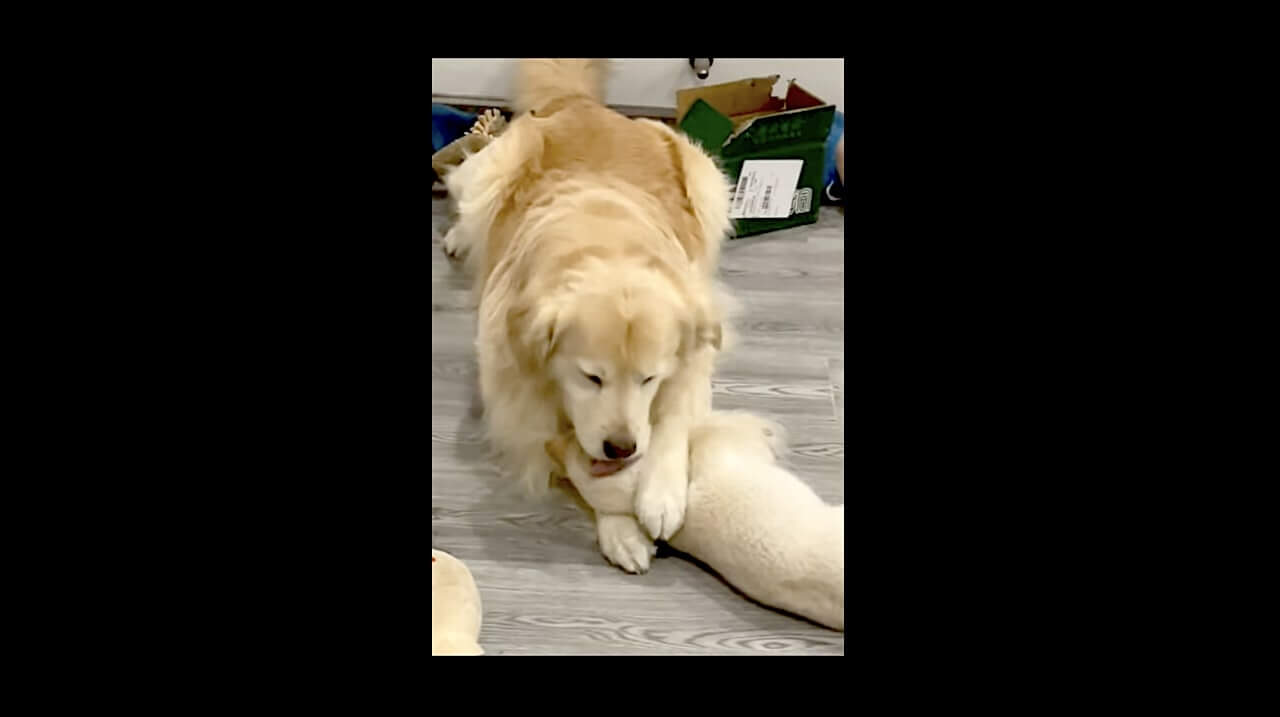 ゴールデンレトリーバー,動画