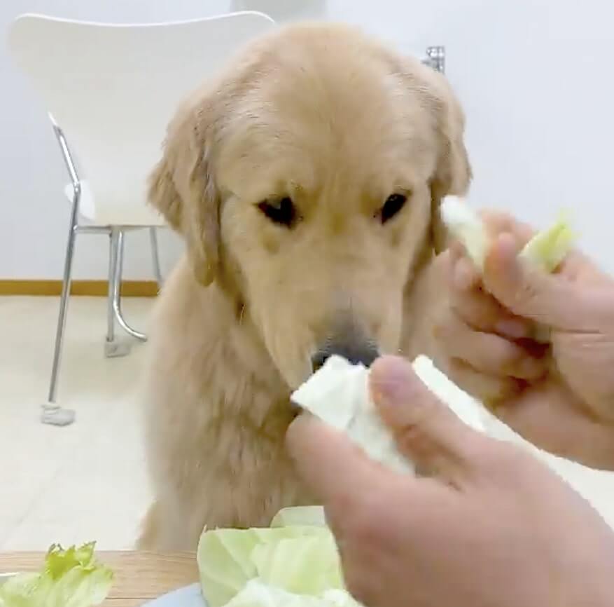 ゴールデンレトリーバー,動画