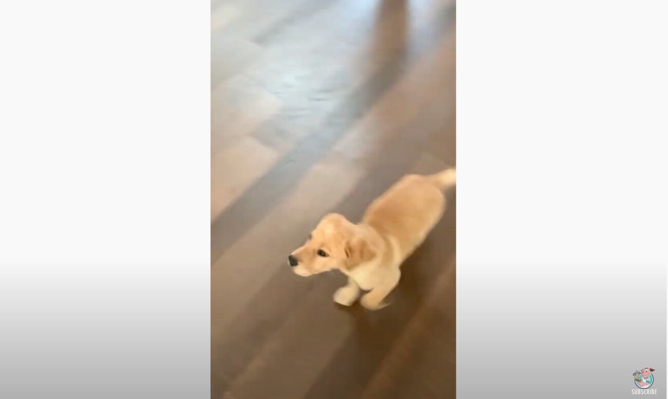 ラブラドールレトリーバー,動画