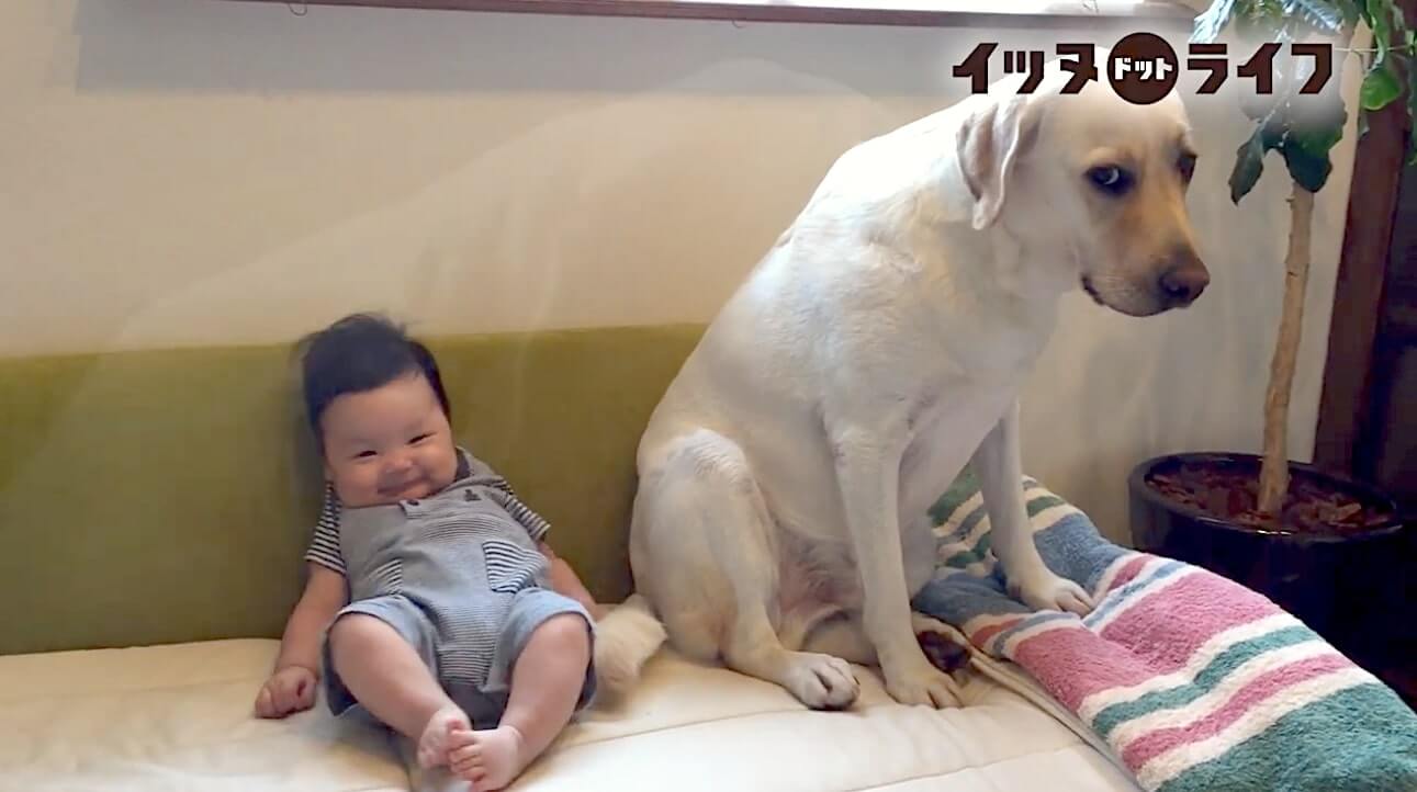 ラブラドール,動画,イッヌドットライフ