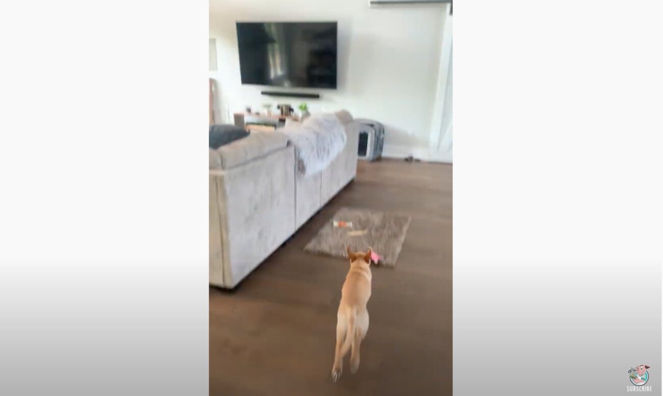 ラブラドールレトリーバー,動画