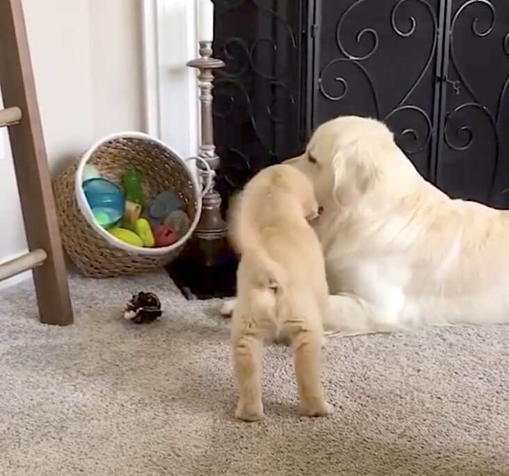 ゴールデンレトリーバー,動画