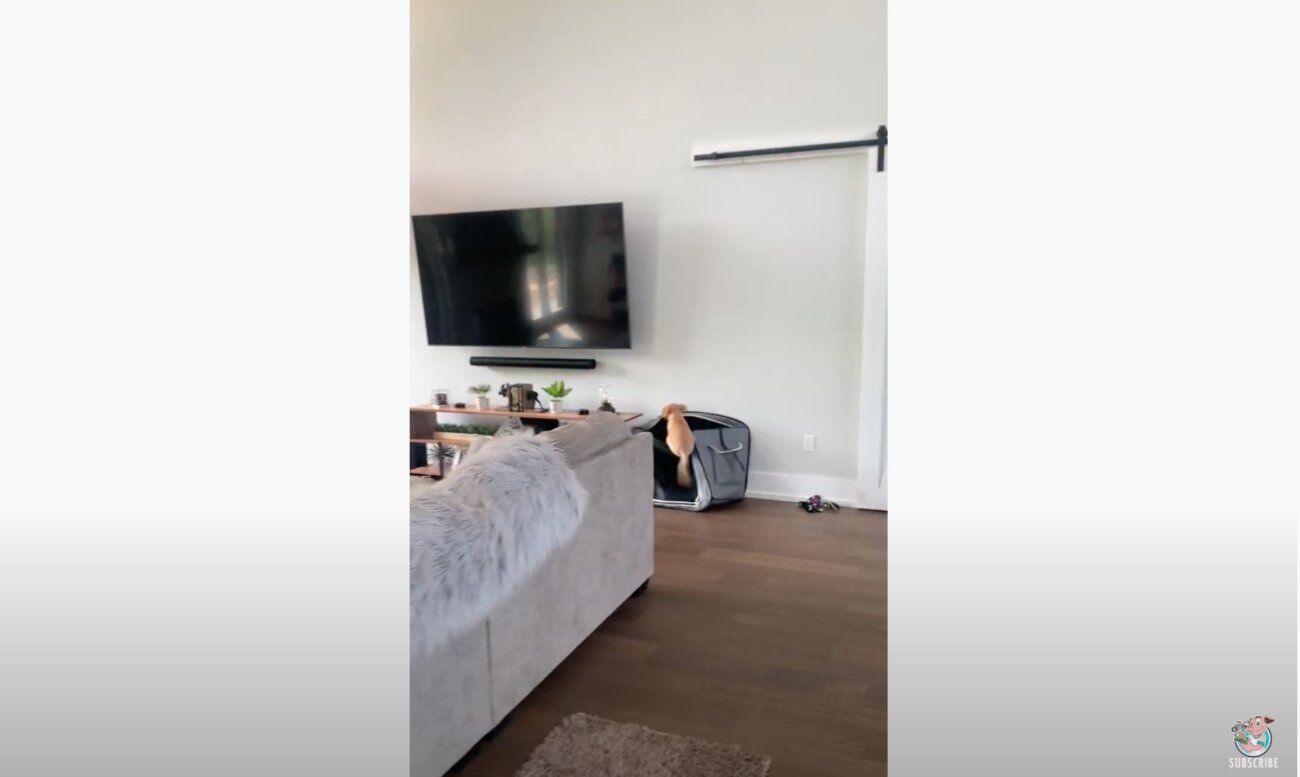 ラブラドールレトリーバー,動画