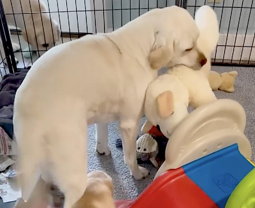 ラブラドールレトリーバー,動画