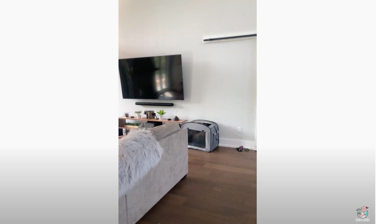 ラブラドールレトリーバー,動画