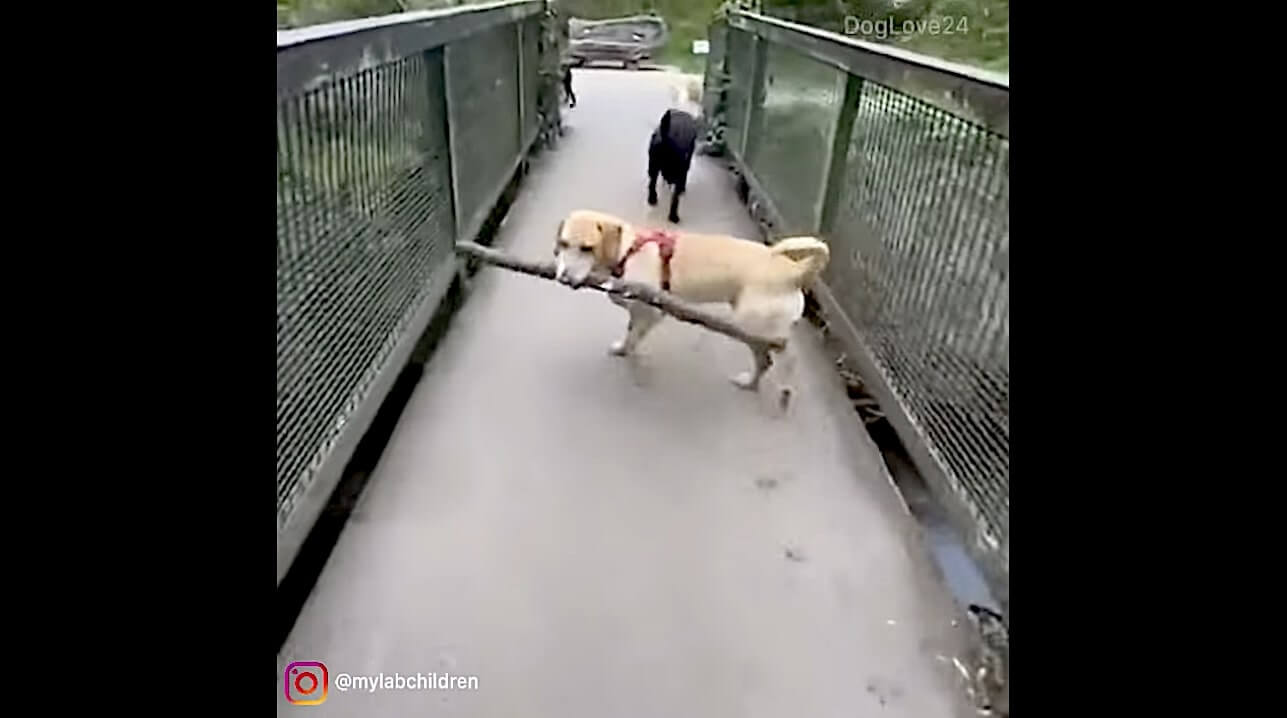 ラブラドールレトリーバー,動画