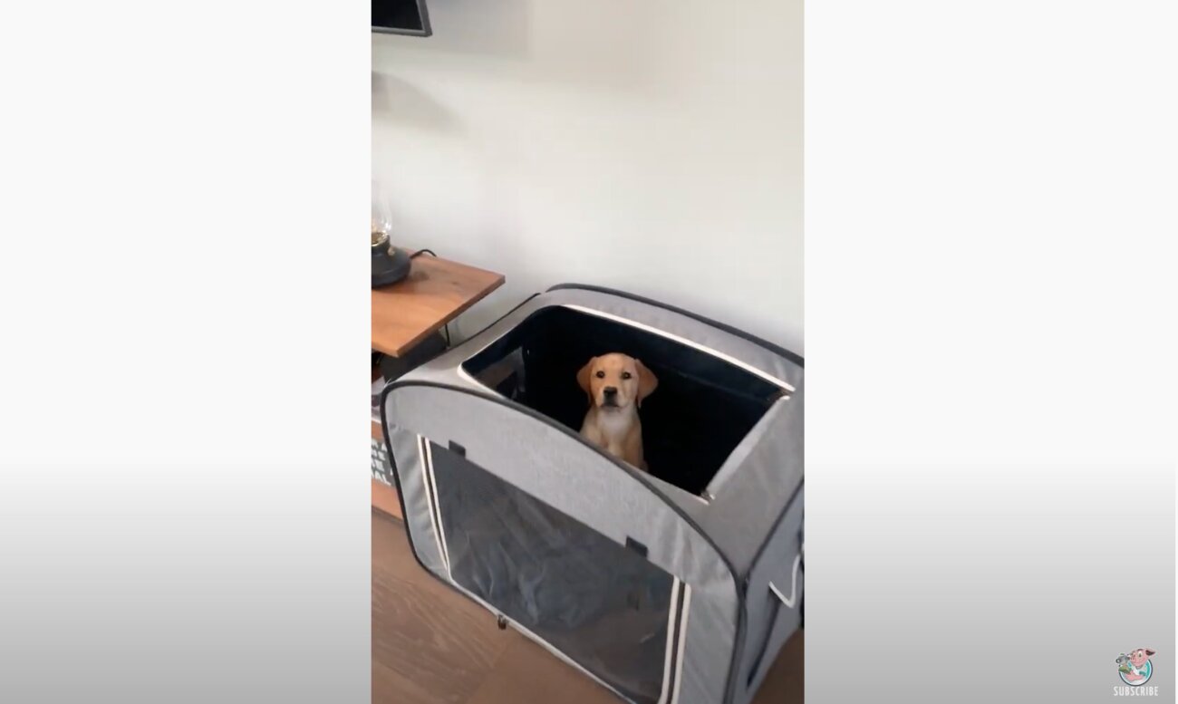 ラブラドールレトリーバー,動画