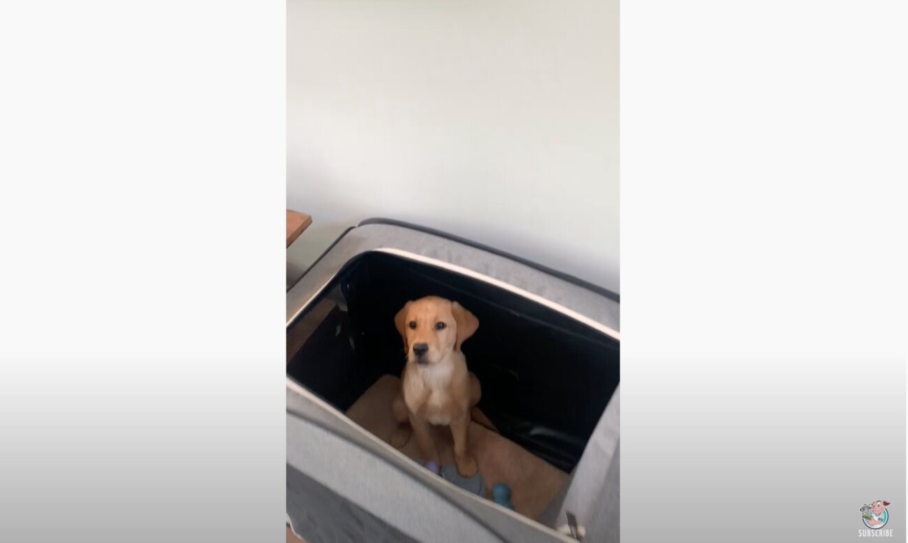 ラブラドールレトリーバー,動画