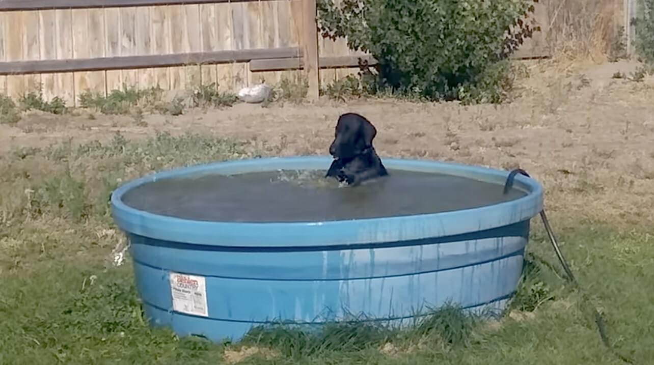 ラブラドールレトリーバー,動画