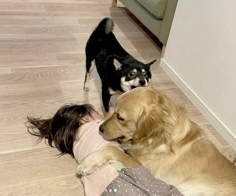 ゴールデンレトリーバー,動画