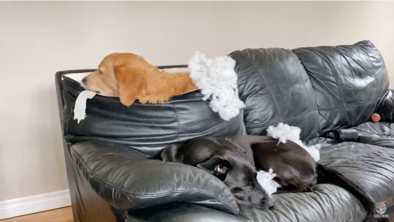 ゴールデンレトリーバー,動画