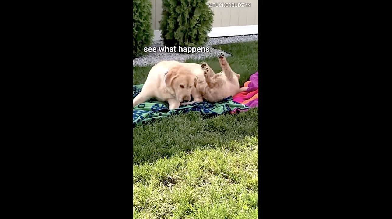 ゴールデンレトリーバー,動画