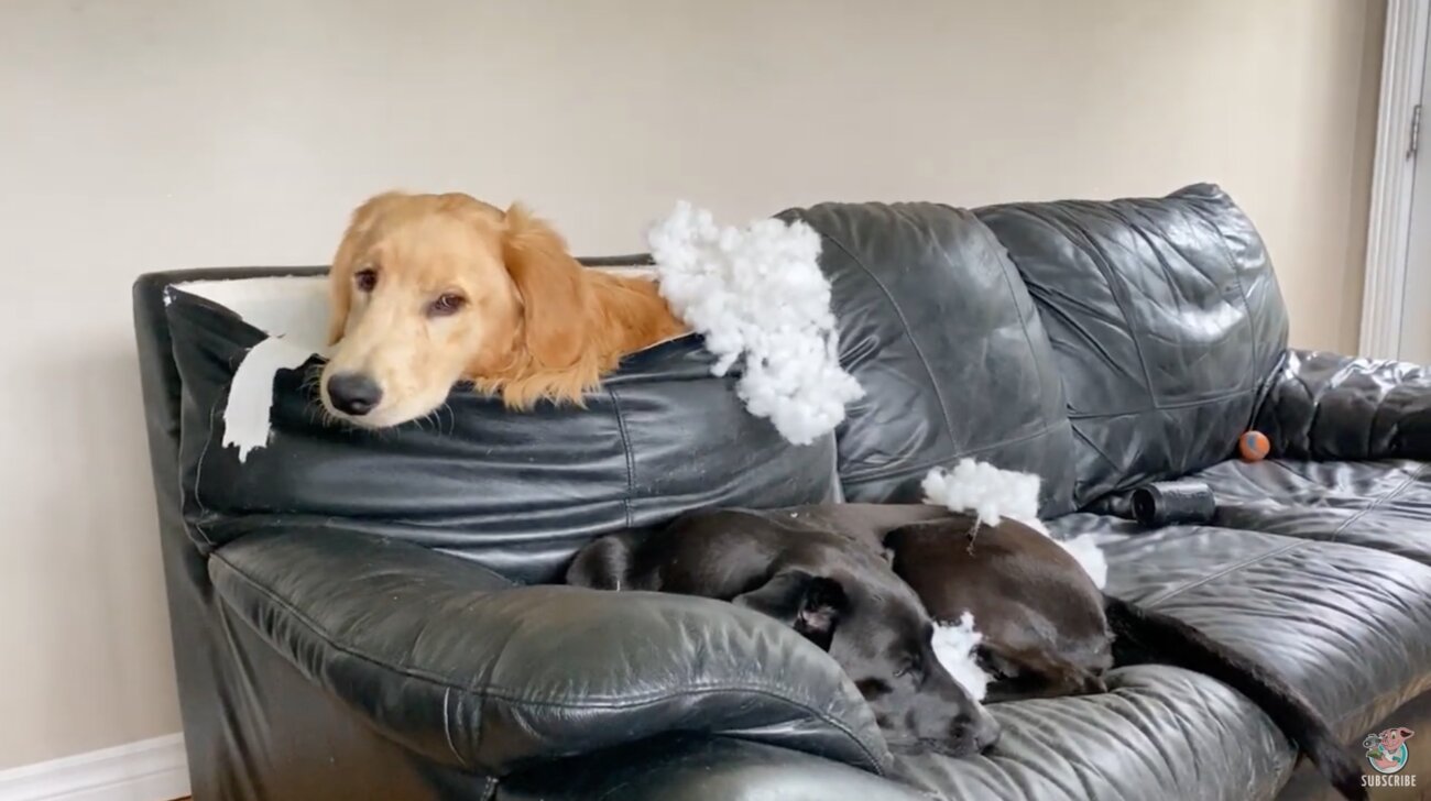 ゴールデンレトリーバー,動画