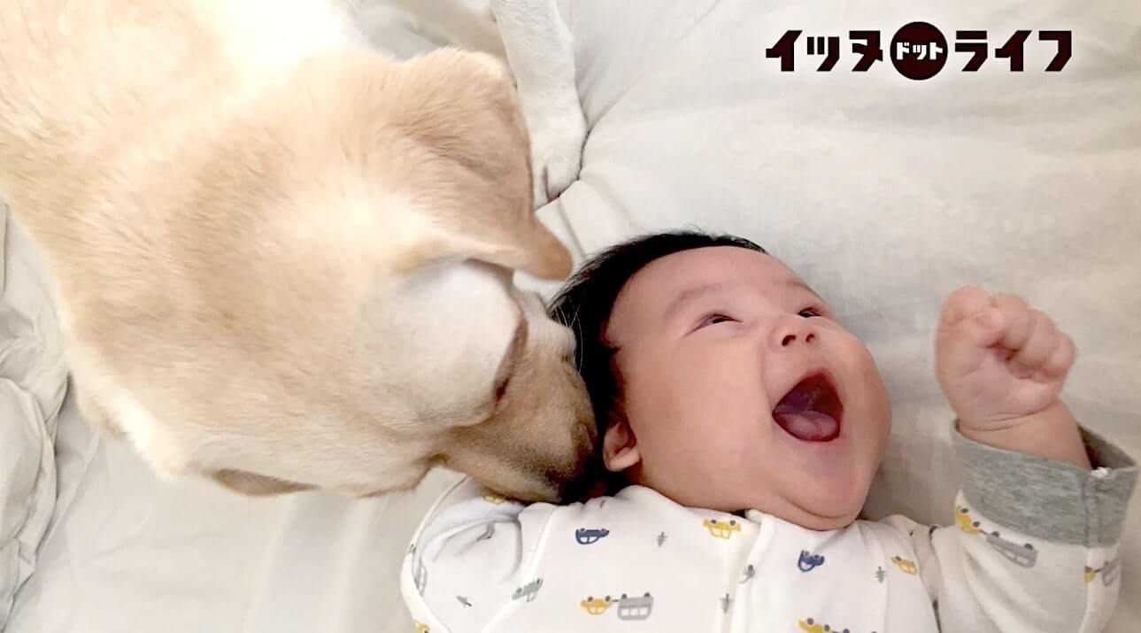 ラブラドール,動画,イッヌドットライフ