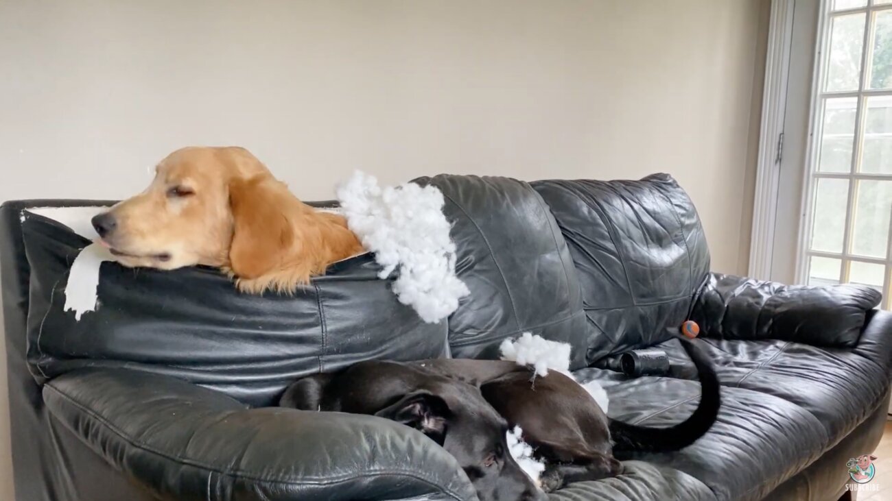 ゴールデンレトリーバー,動画